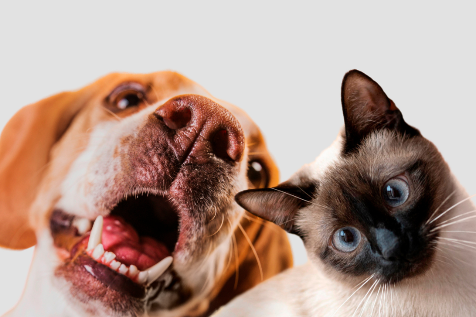 Por Qué Deberías Contratar un Seguro para tu Mascota y Cómo Ayudarte a Encontrar el Mejor