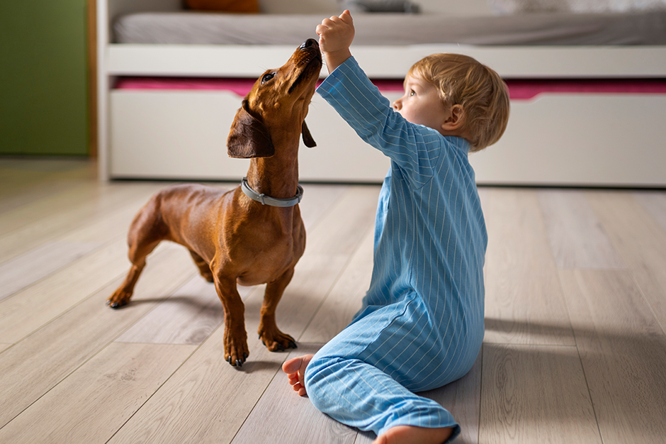 Seguros de Mascotas: Protege a tu mejor amigo 